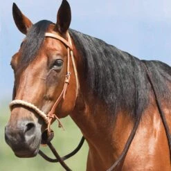 Mustang Breaking Hackamore